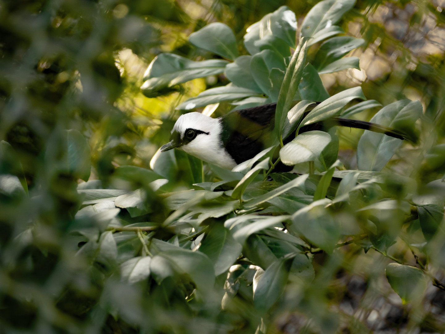 Sumatran laughingtrush