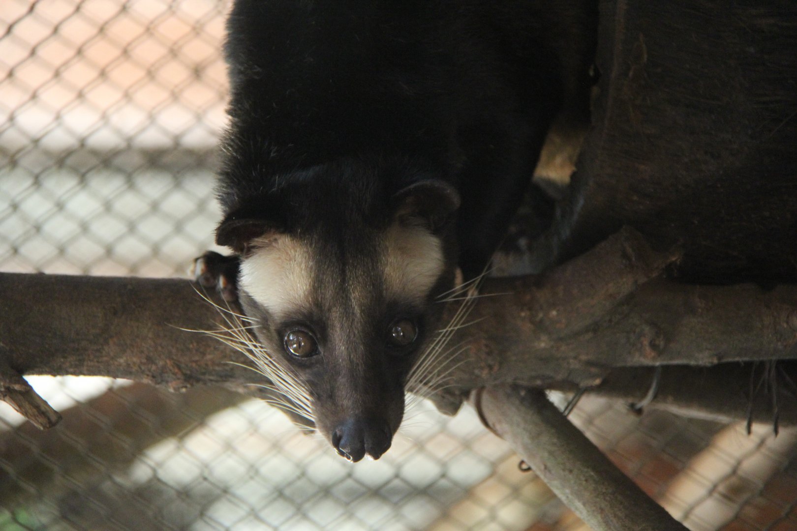 Sumatran Masked Palm Civet (Paguma larvata leucomystax)