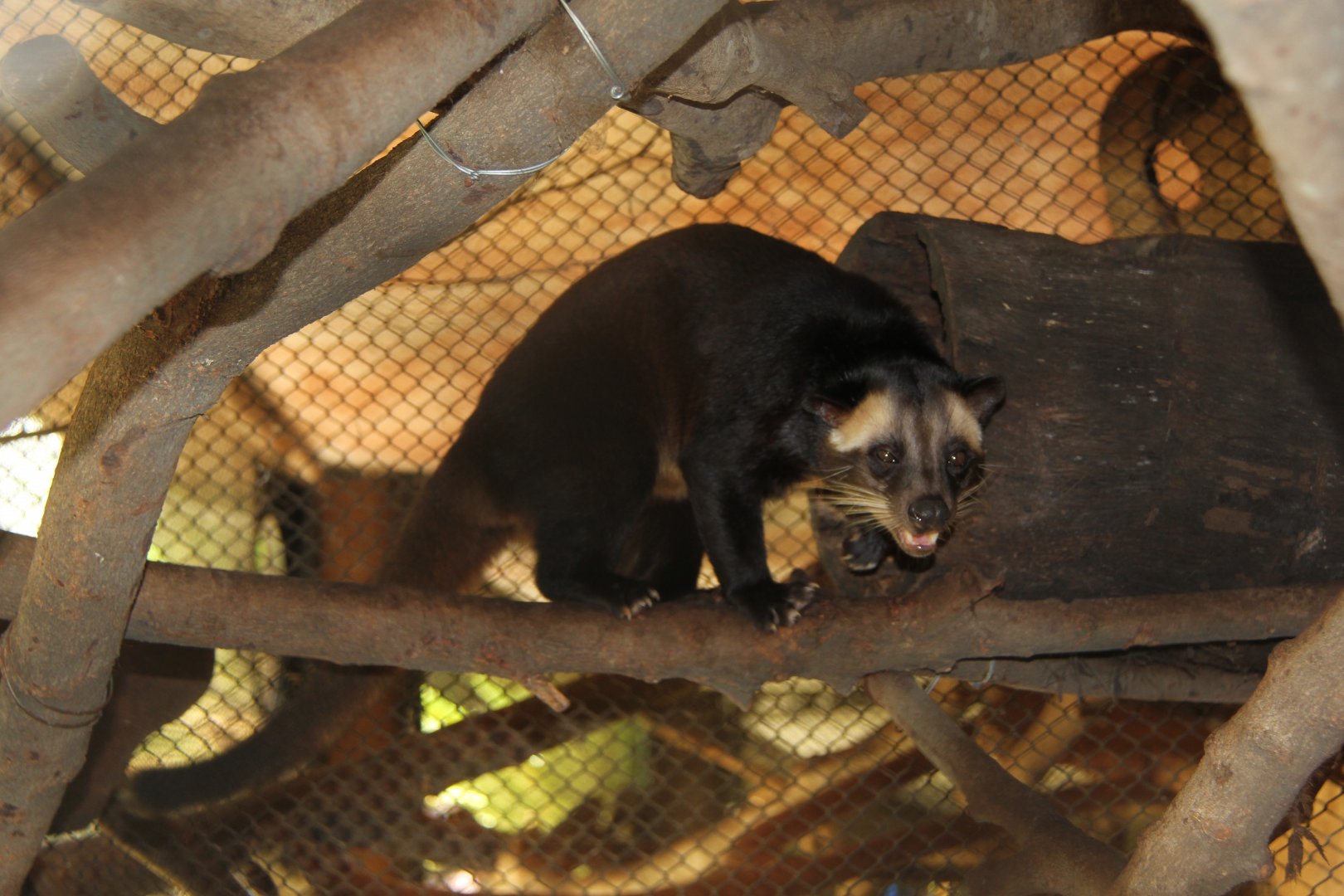 Sumatran Masked Palm Civet (Paguma larvata leucomystax)