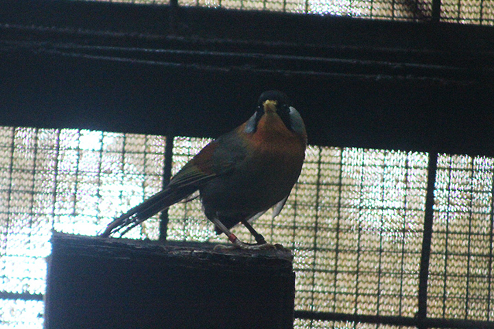 Sumatran mesia (Leiothrix laurinae) - PCBA