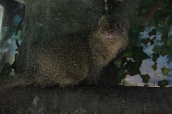 Sumatran mongoose (Urva javanica rafflesii) idle