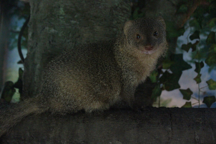Sumatran mongoose (Urva javanica rafflesii) looking at the camera