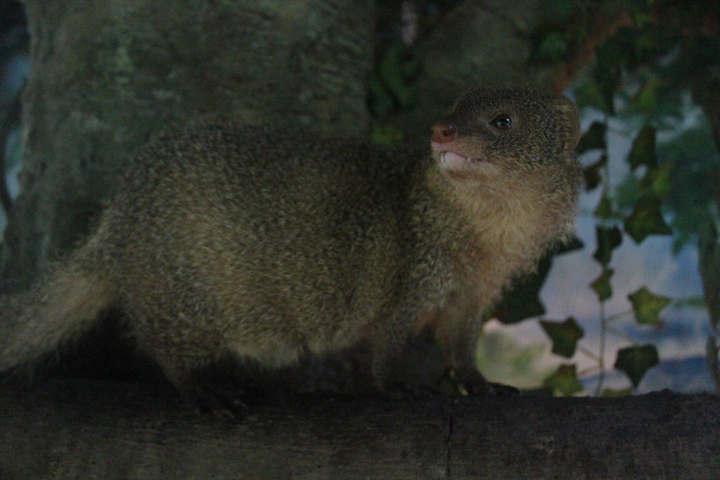 Sumatran mongoose (Urva javanica rafflesii) looking away