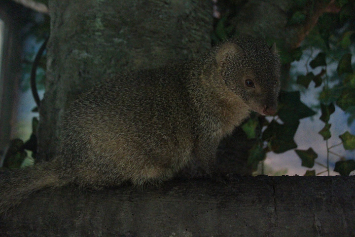 Sumatran mongoose (Urva javanica rafflesii) looking downward
