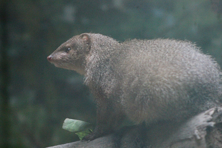 Sumatran mongoose (Urva javanica rafflesii) under the light