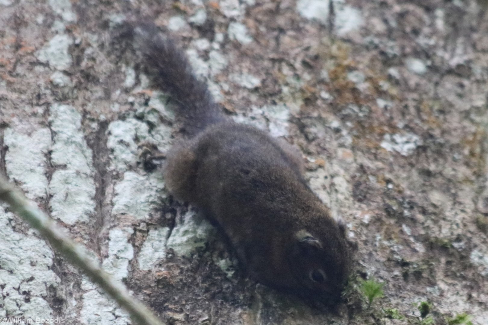Sumatran Mountain Squirrel