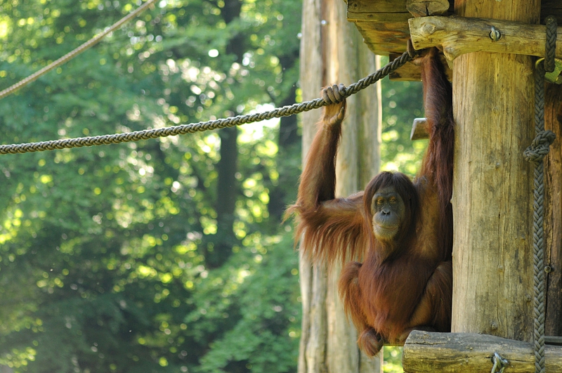 Sumatran Oran-Utan hanging in the ropes