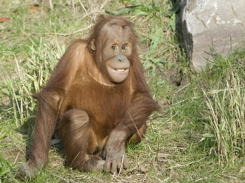 Sumatran orang infant
