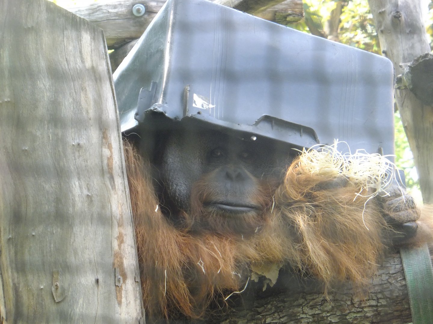 Sumatran orang named Chuij