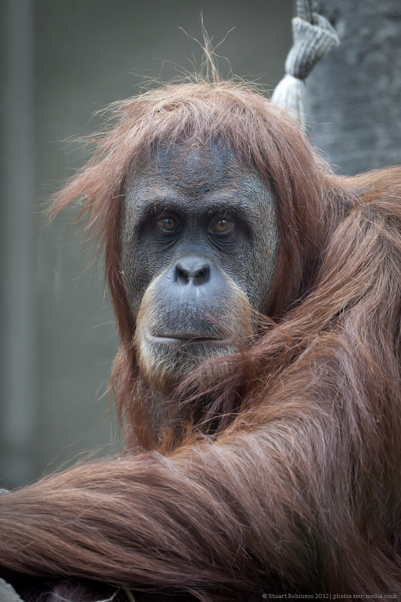 Sumatran Orang-Utan - 27/09/2012
