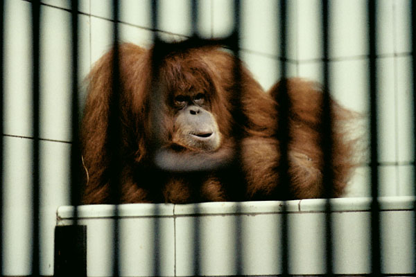 Sumatran Orang Utan, Anne