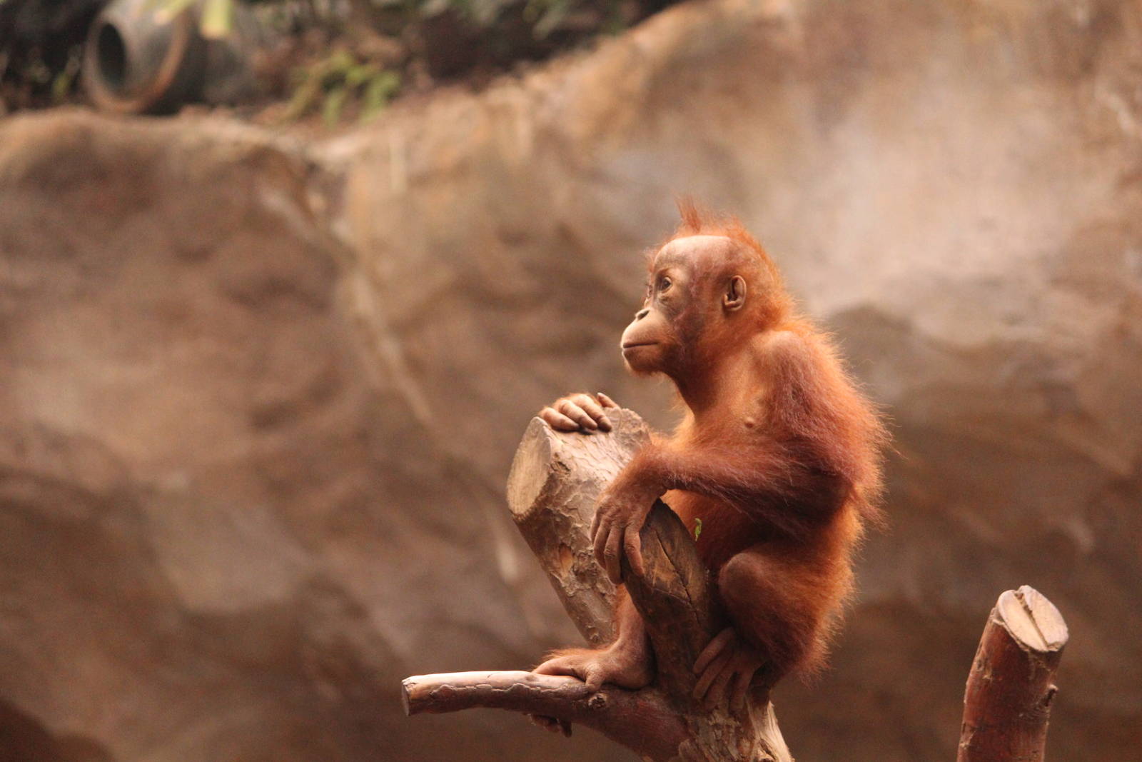 Sumatran orang utan; April 2013