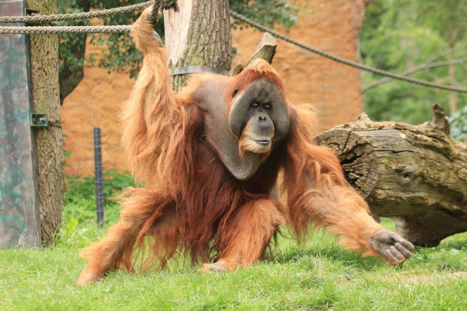 Sumatran Orang-Utan (August 2019)