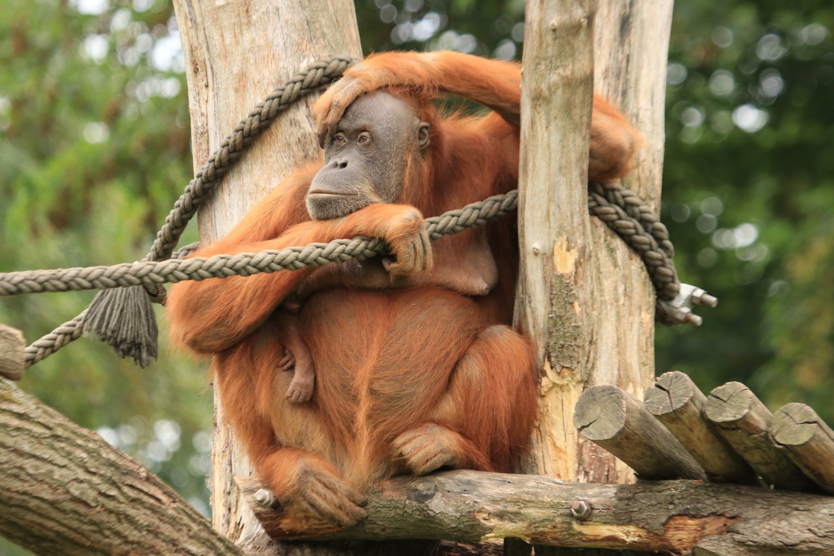 Sumatran Orang-Utan (August 2019)