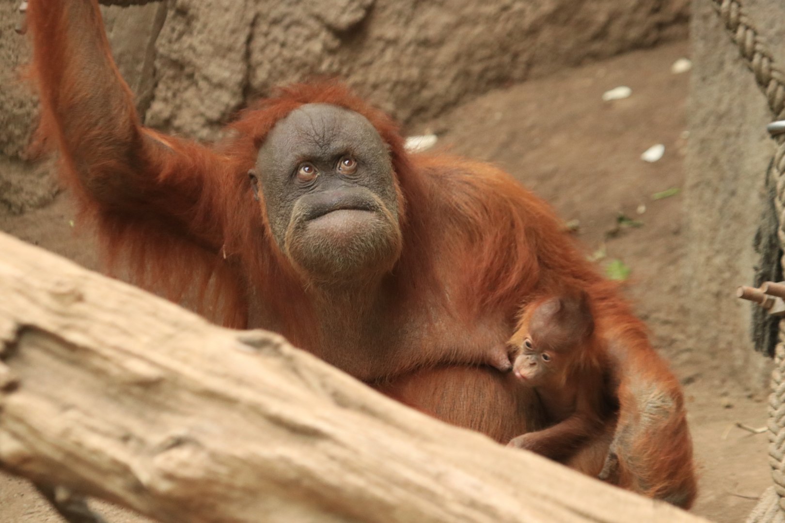 Sumatran Orang Utan (August 2019)