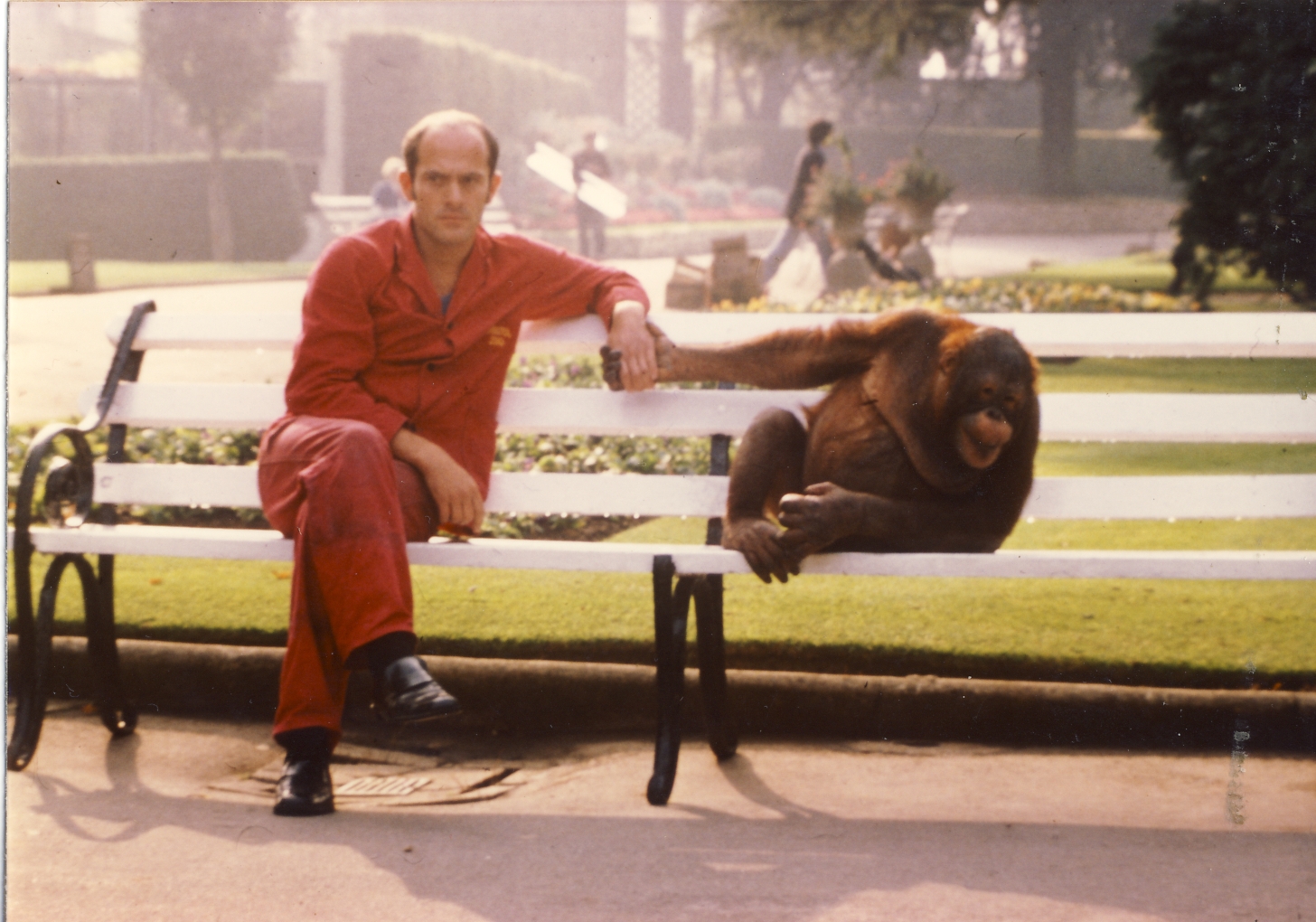 Sumatran Orang Utan Bristol Zoo 13 October 1978