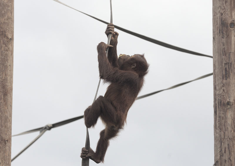 Sumatran orang utan climbing