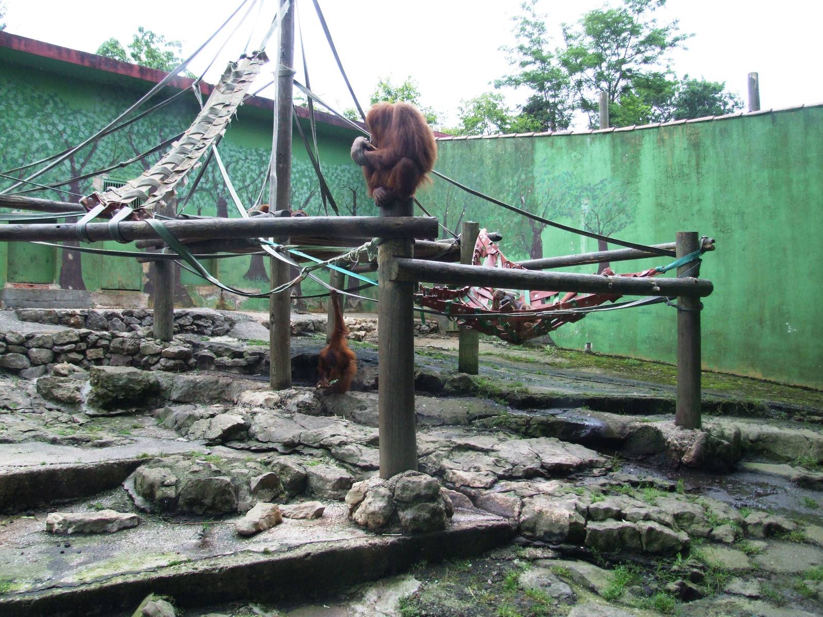 Sumatran Orang-utan Enclosure at Santillana del Mar, 13/06/15