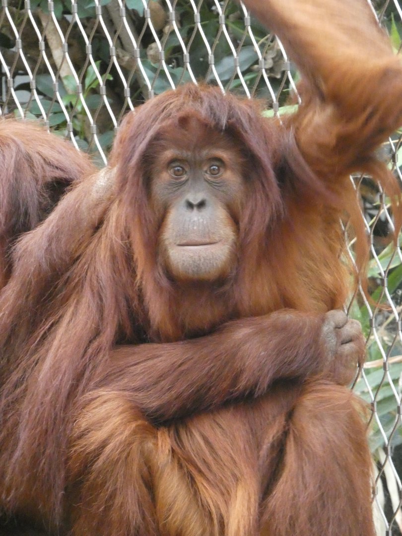 Sumatran orang-utan female