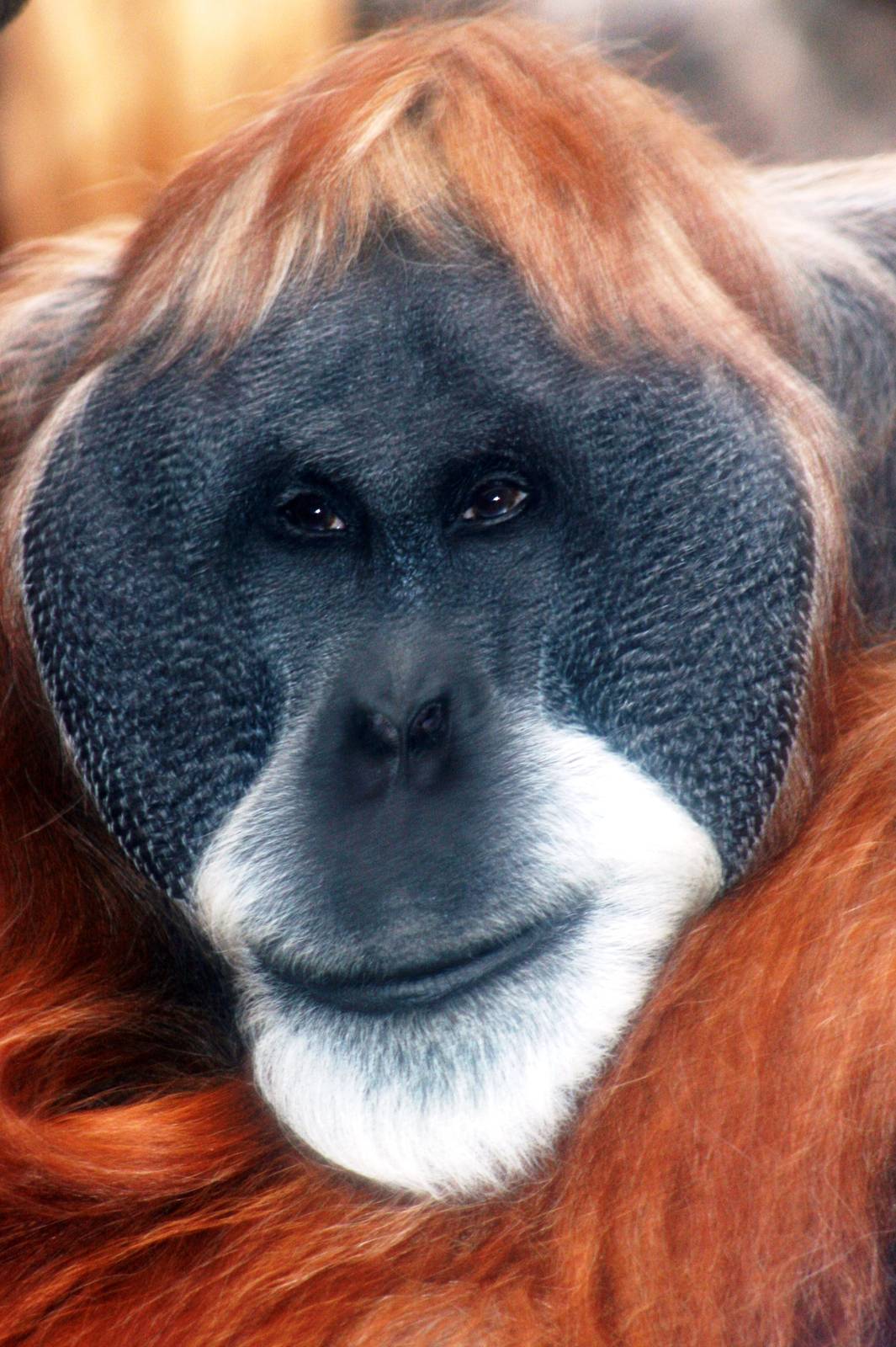 Sumatran orang-utan; Frankfurt; 8th September 2010