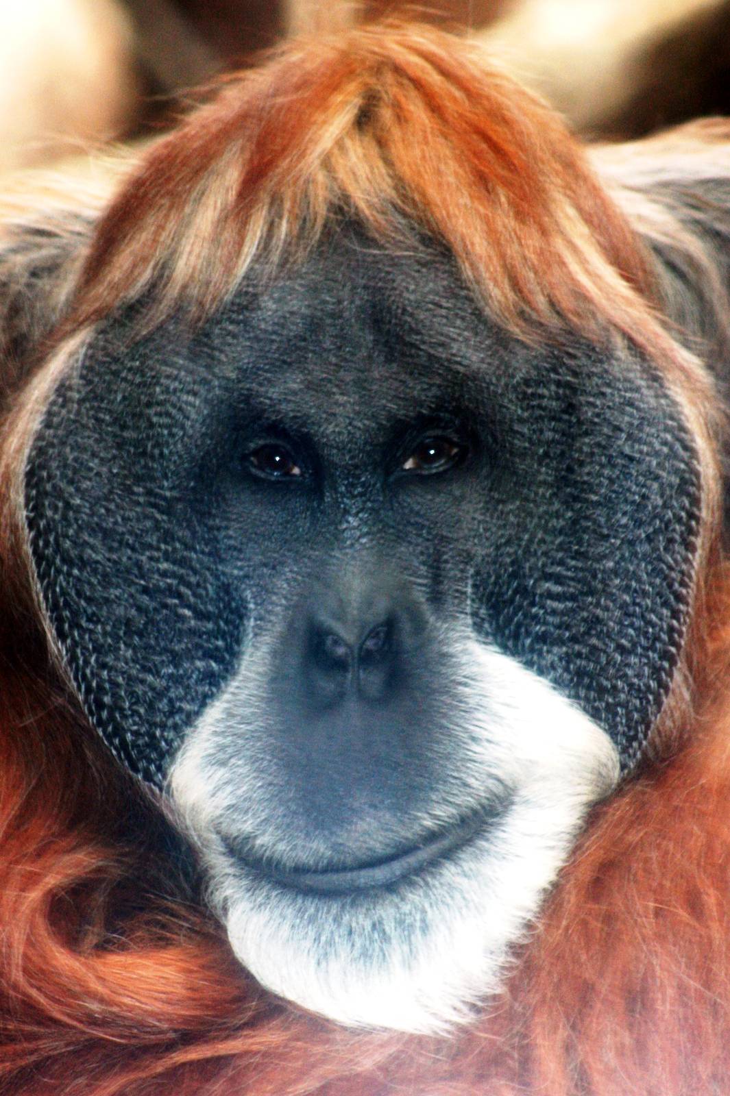 Sumatran orang-utan; Frankfurt; 8th September 2010