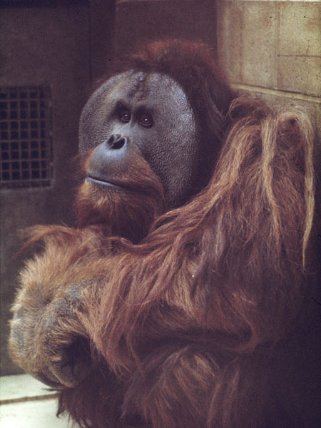 Sumatran orang utan Henry
