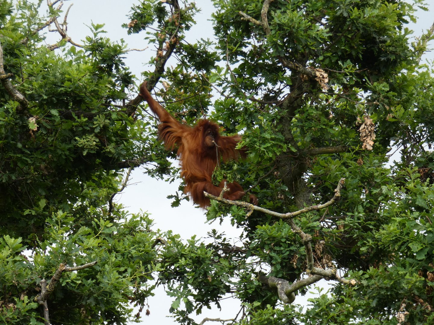 Sumatran orang-utan in tree