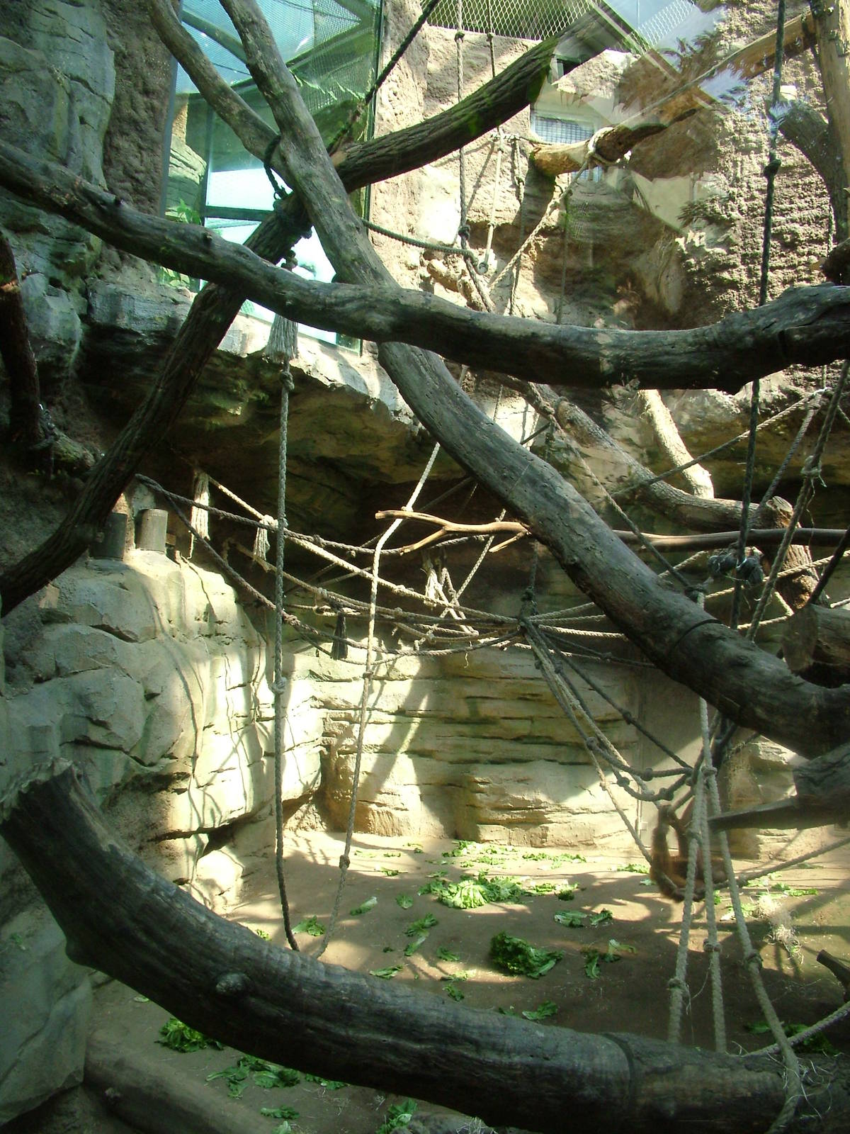 Sumatran Orang-Utan Indoor Exhibit at Frankfurt 31/08/10