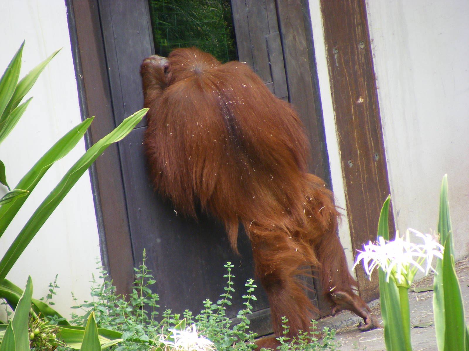 Sumatran Orang-utan - January, 2010