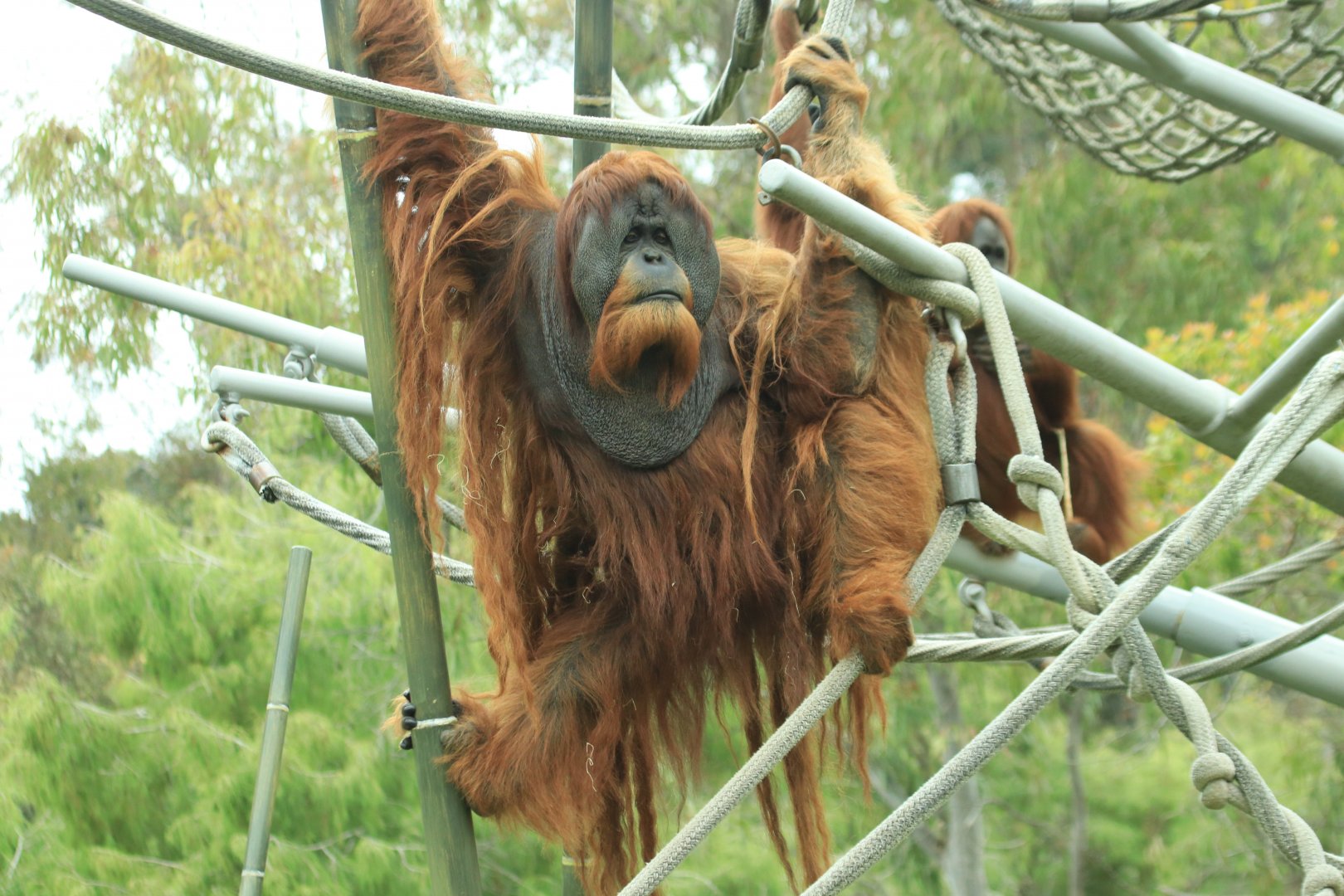 Sumatran orang-utan (June 2019)