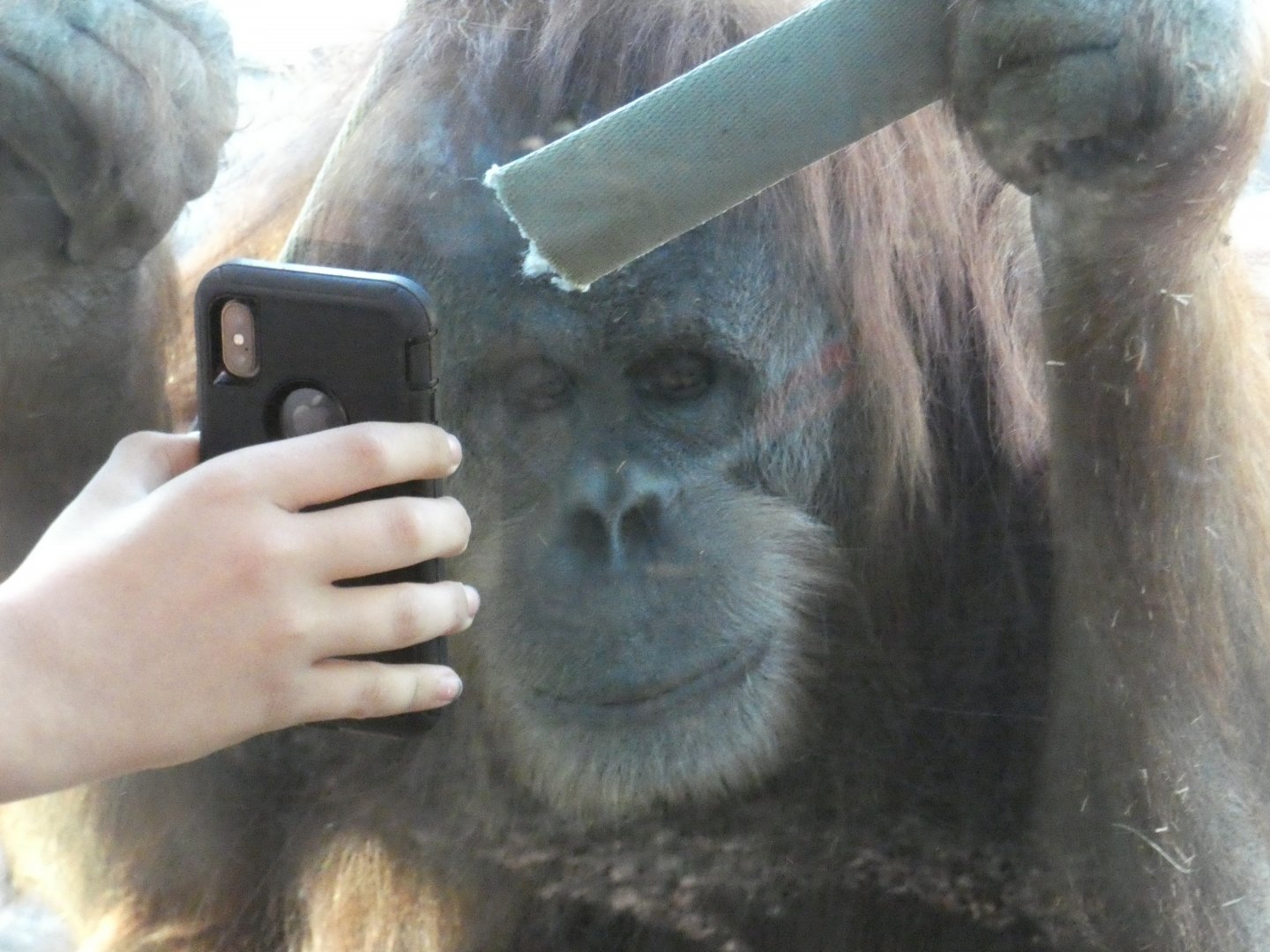 Sumatran Orang-utan 'Karen'