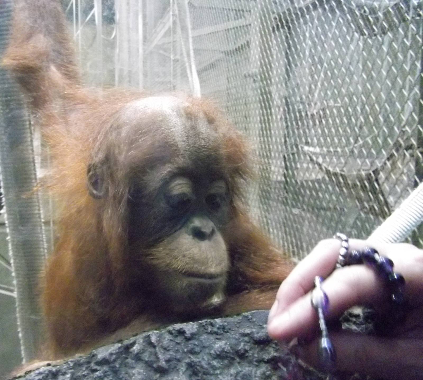 Sumatran Orang-utan...Kirana