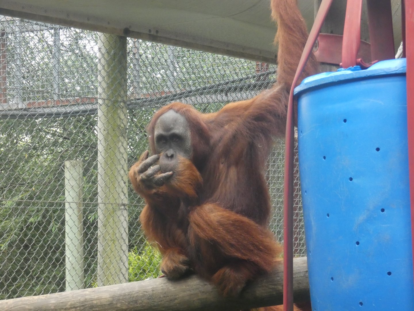 Sumatran Orang-utan male (Silvestre)