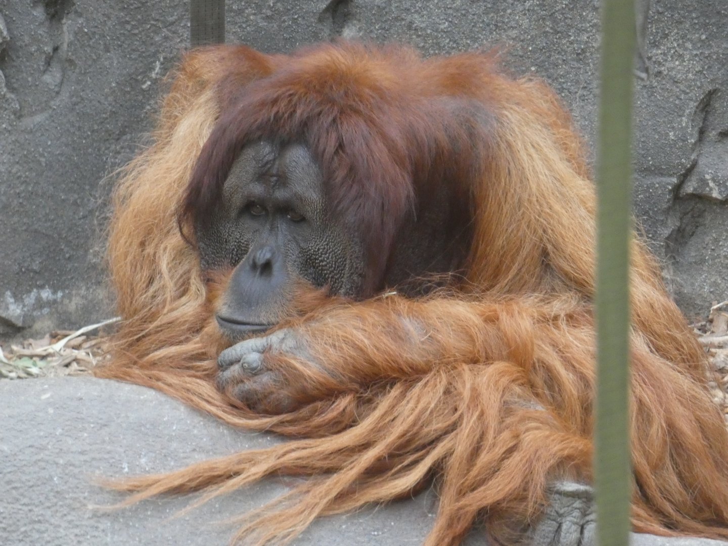 Sumatran orang-utan male