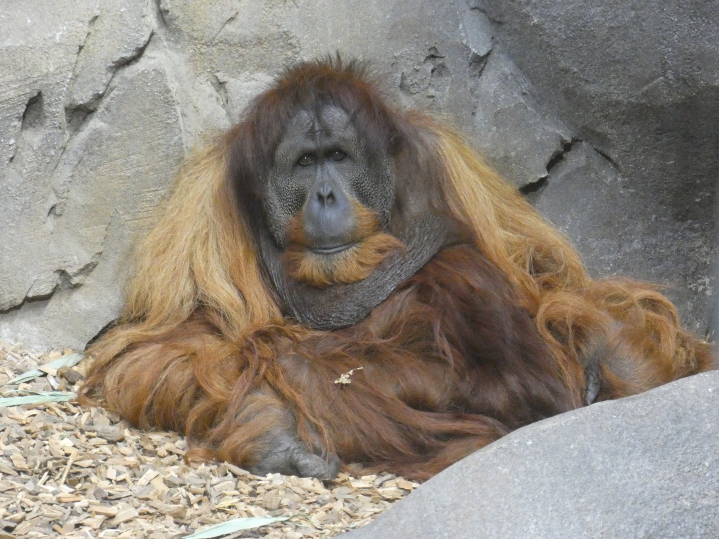 Sumatran orang-utan male