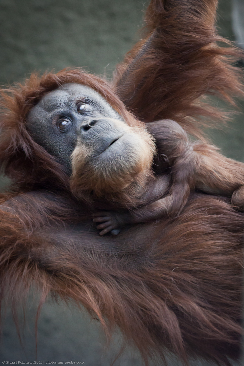 Sumatran Orang-Utan Mother and Son - 20/10/2012