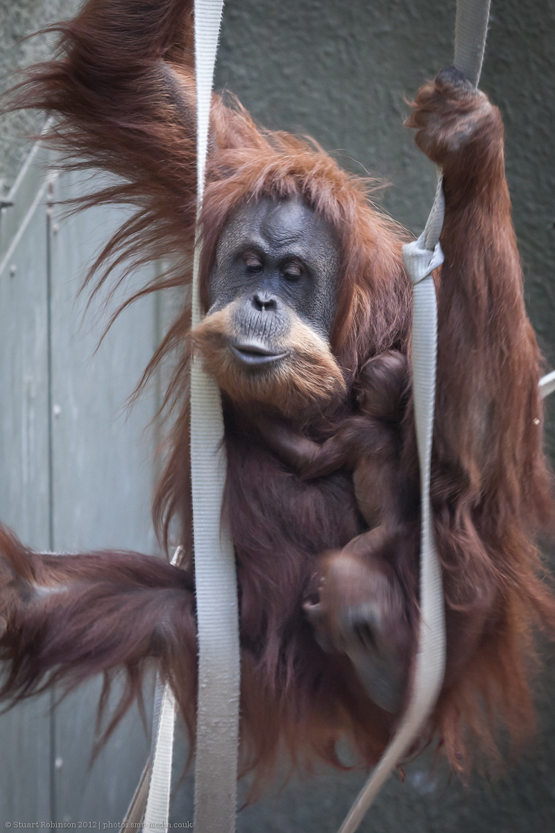 Sumatran Orang-Utan Mother and Son - 20/10/2012