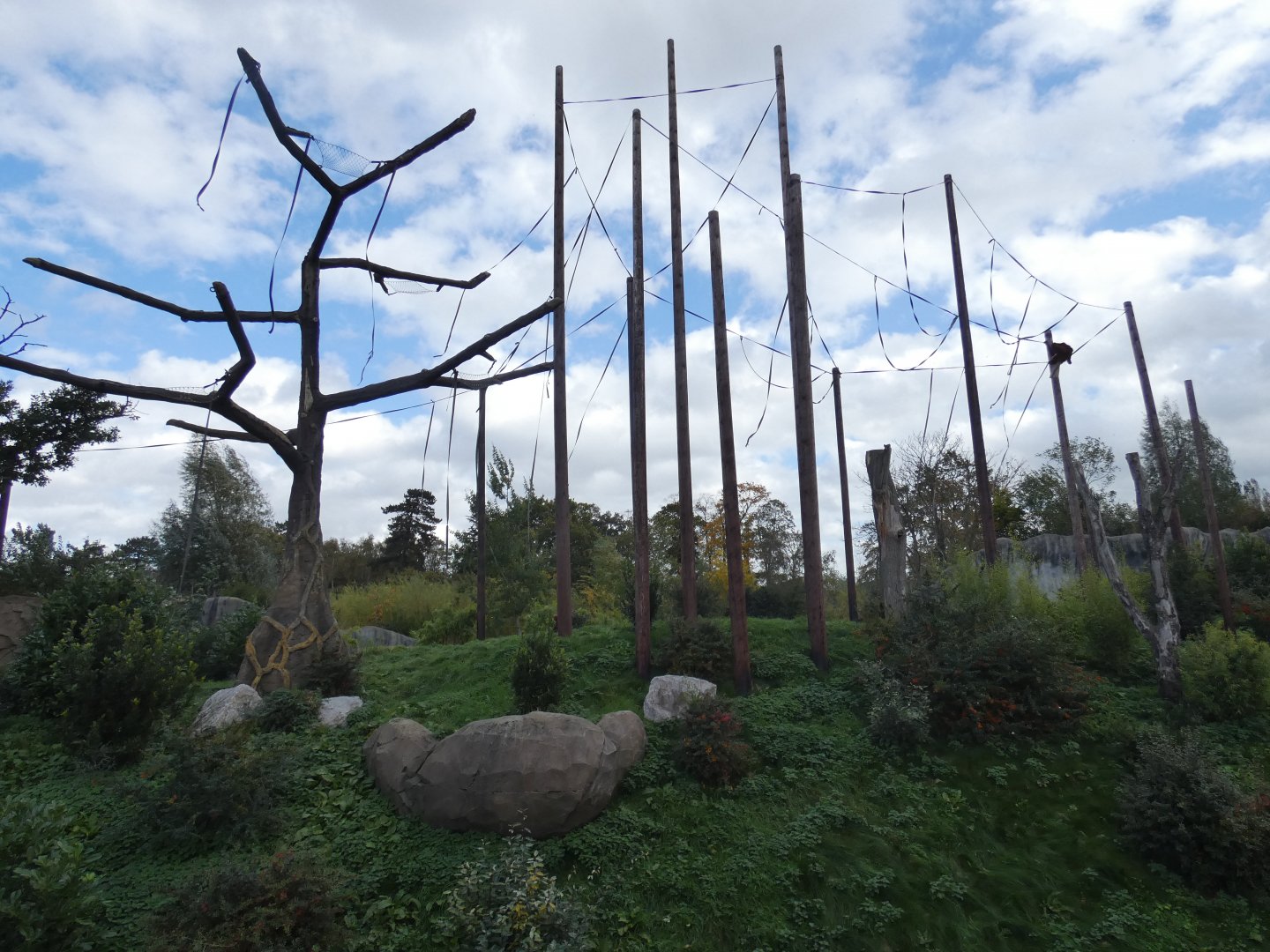 Sumatran Orang-utan outdoor enclosure