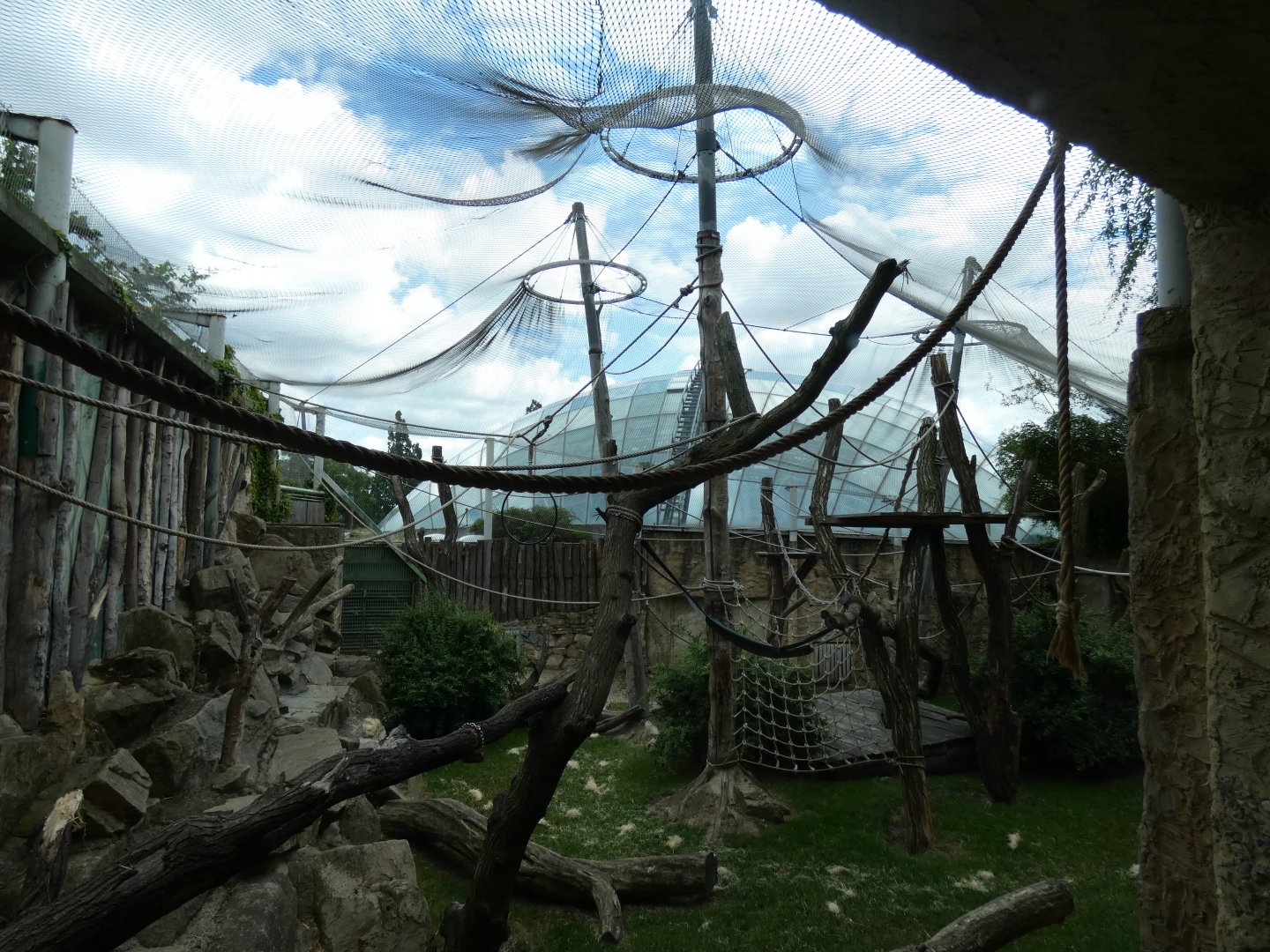Sumatran Orang-utan Outdoor exhibit