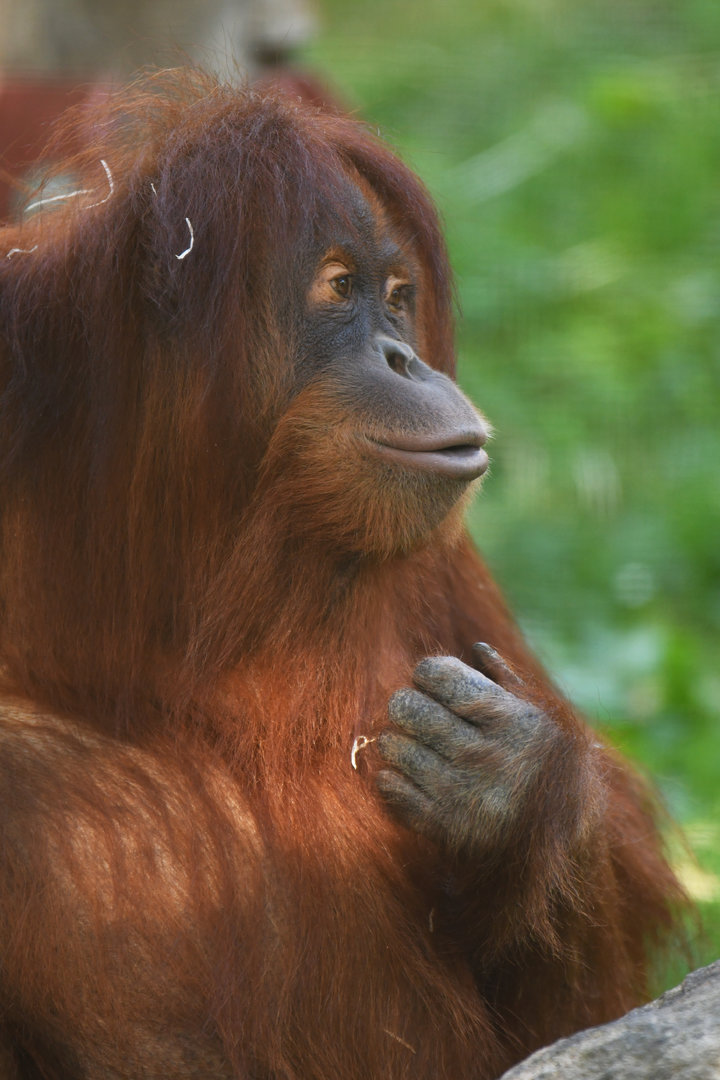 Sumatran orang-utan Pongo abelii