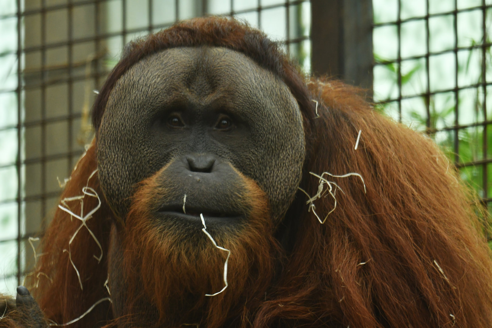 Sumatran orang-utan (Pongo abelii)