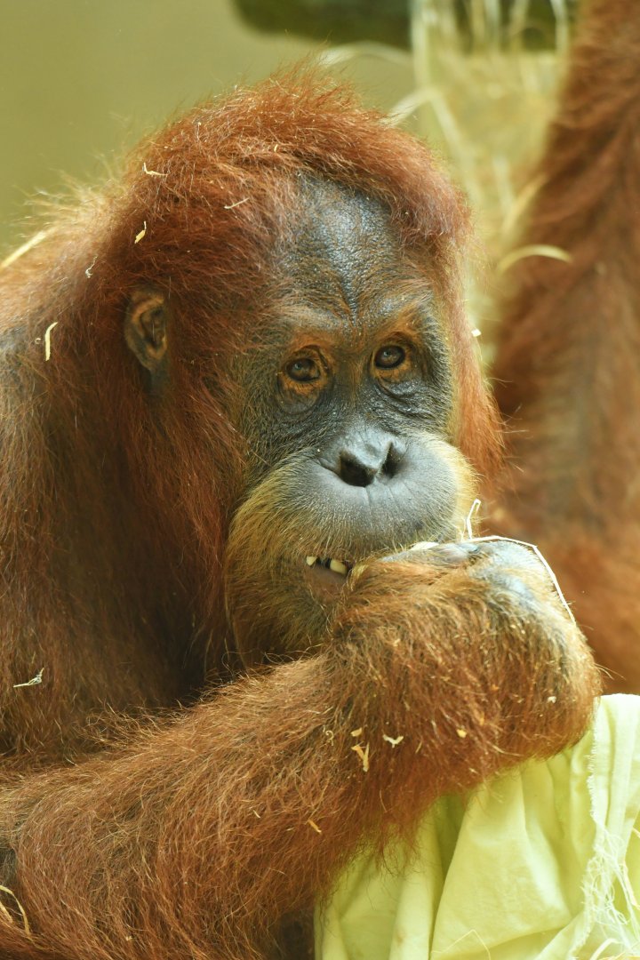 Sumatran orang-utan Pongo abelii