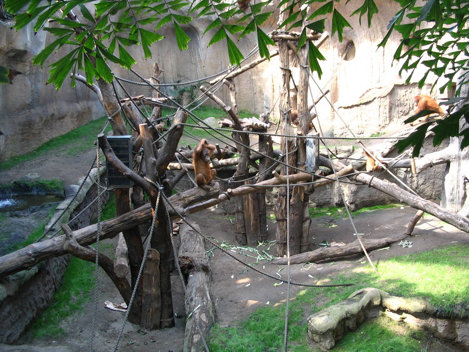 Sumatran Orang-Utan (Pongo pygmaeus abelii) indoor enclosure
