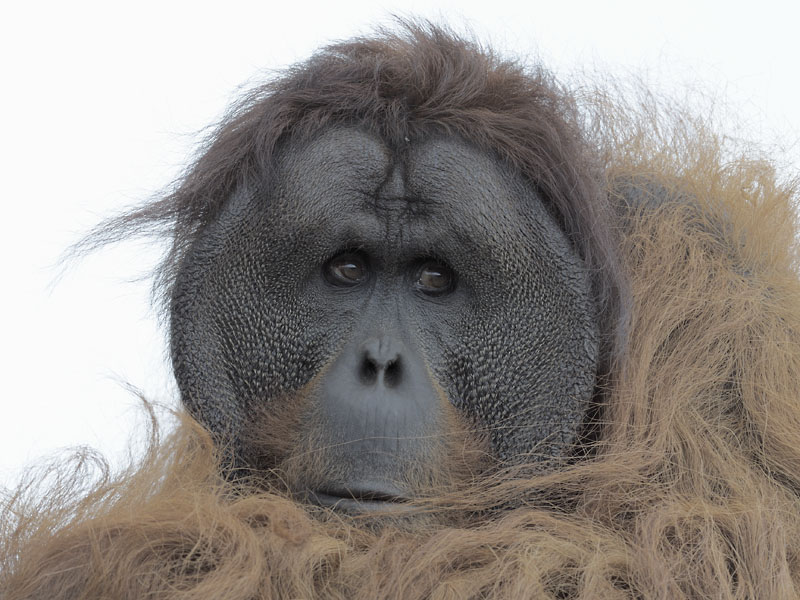 Sumatran orang utan Puluh