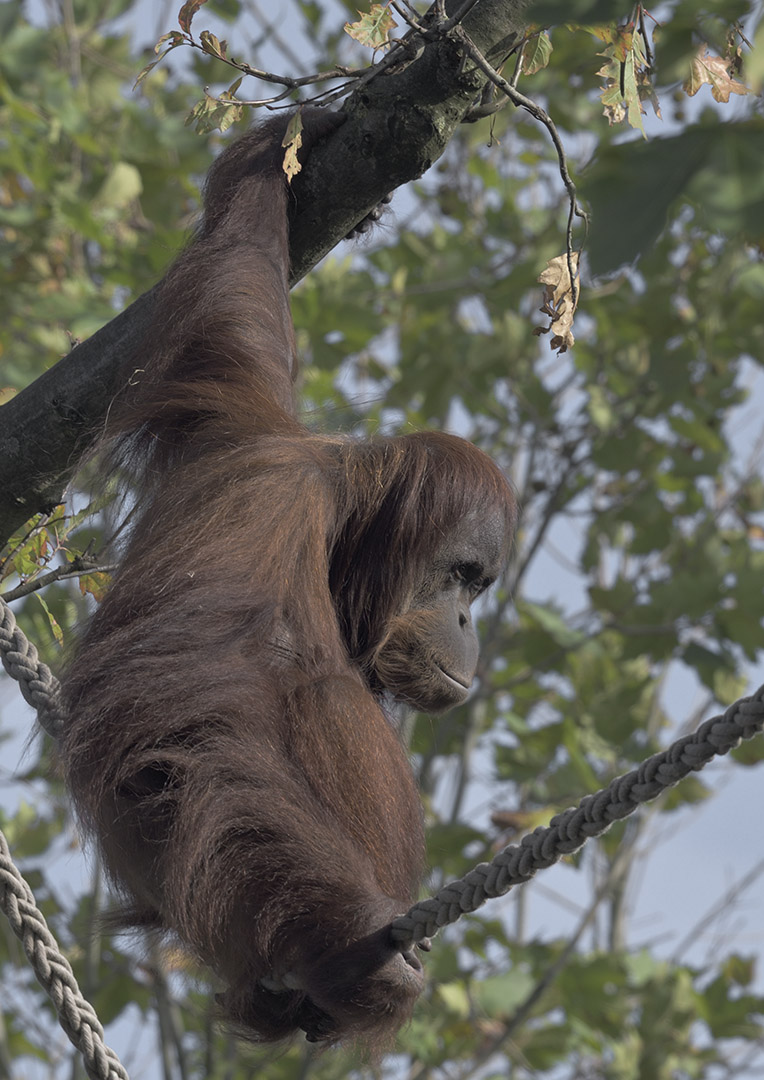 Sumatran orang utan 'Sinta'