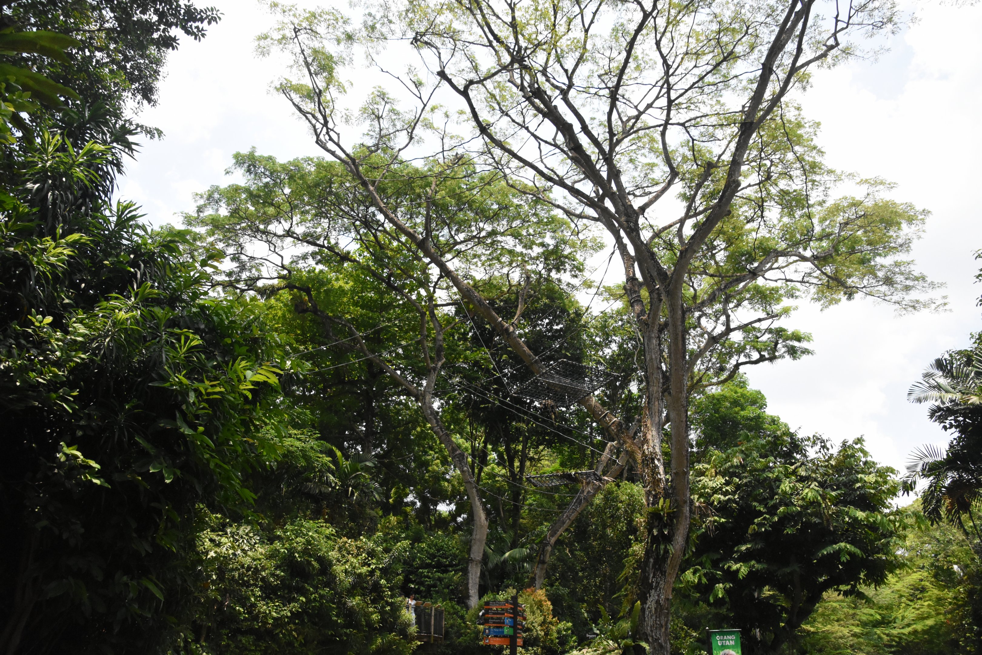 Sumatran orang utan trees