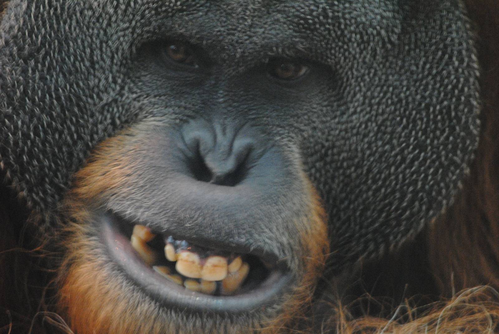 Sumatran orang-utan Walter