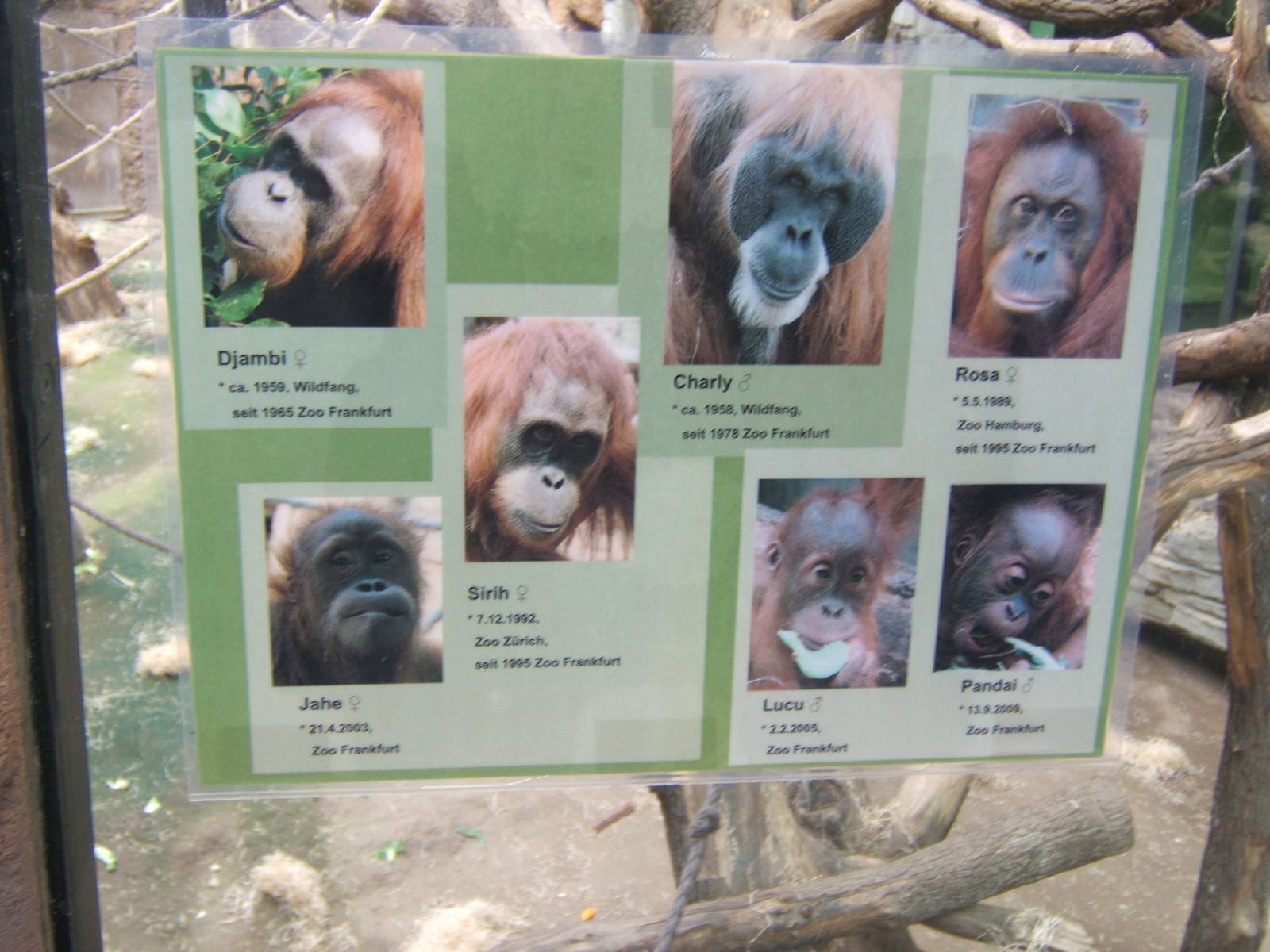 Sumatran Orang-utan Who`s Who