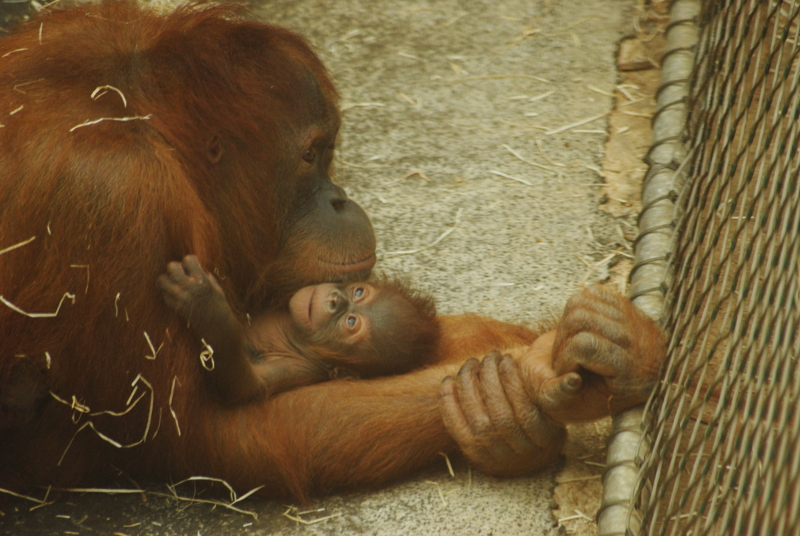 Sumatran Orang-Utan with baby