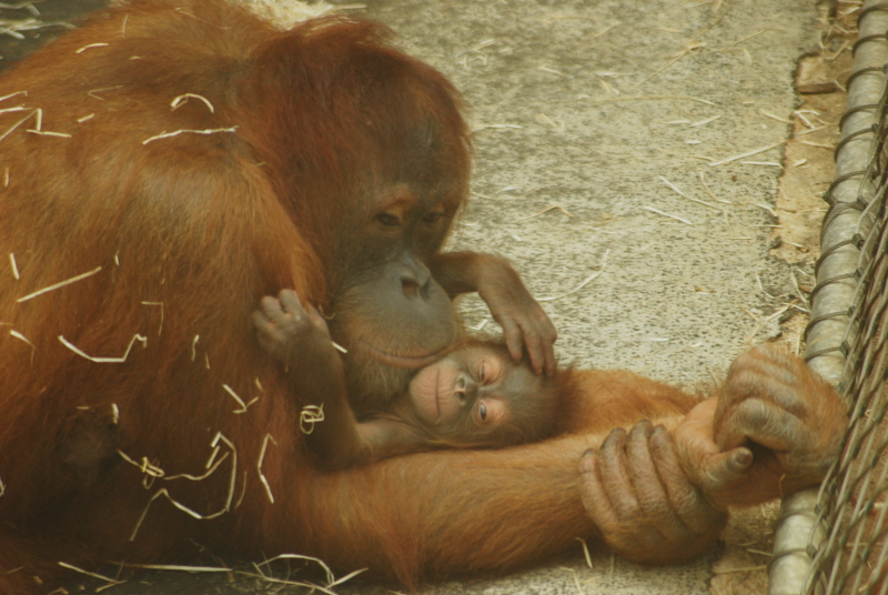 Sumatran Orang-Utan with baby